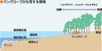 ●マングローブが生育する環境